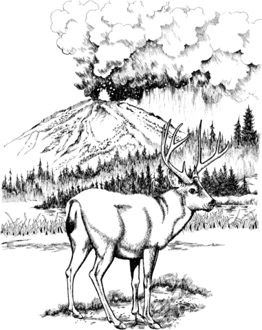 Mule Deer In Lassen Volcanic National Park Coloring Page